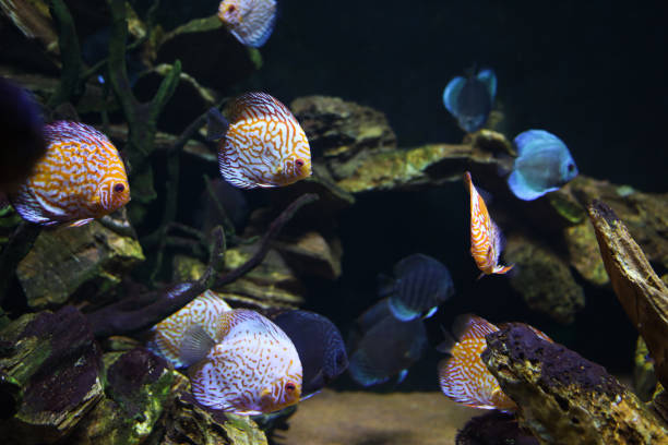 istock Discus fish are swimming. 1389161734