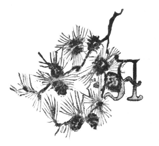 litera a wielka litera z konarem sosny - pine nut pine seed white background stock illustrations