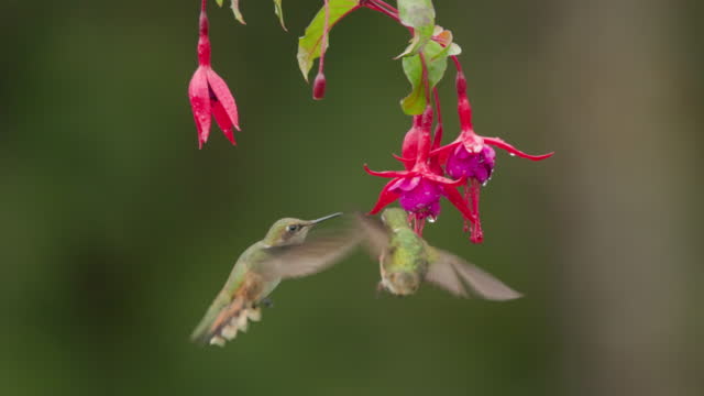 slow motion clip of two volcano hummingbirds feeding on a fuchsia flower