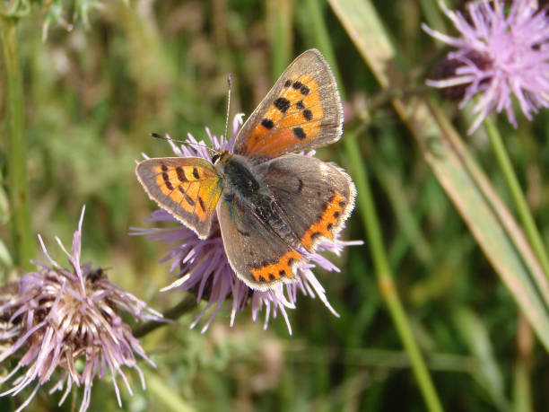 small copper butterfly - lycaena phlaeas imagens e fotografias de stock