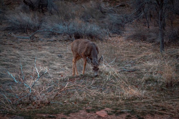 Deer grazing in Zion National Park