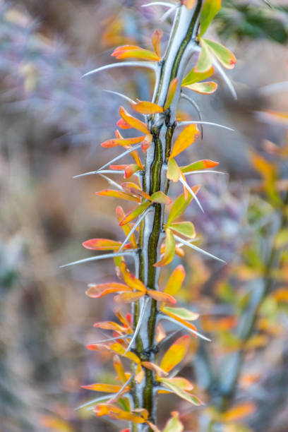 istock Striped branch with large thorns 1389164986