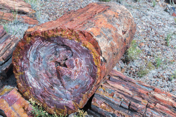 Colorful petrified wood Multicolored petrified wood at Petrified Forest National Park petrified wood stock pictures, royalty-free photos & images