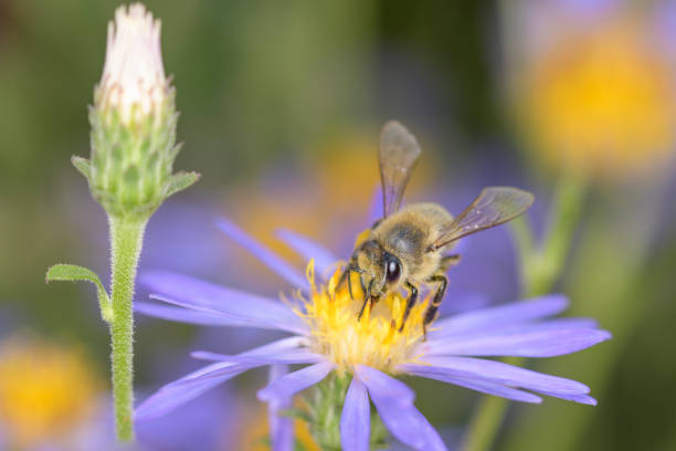 Bee - Apis mellifera - pollinates a blossom of rice button aster or  - bushy aster - Symphyotrichum dumosum