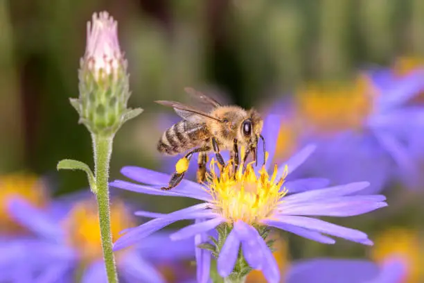 Bee - Apis mellifera - pollinates a blossom of rice button aster or  - bushy aster - Symphyotrichum dumosum