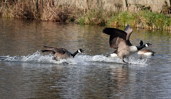 An action shot of two Canada geese splash-landing in a lake with their mouths open.