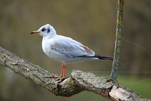 A close-up shot of an immature black-headed gull perching on a branch close to carelessly discarded fishing wire caught on the tree.