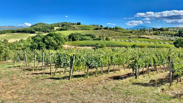 des vignes vertes couvrent les collines toscanes, qui entourent le montalcino historique, italie - montalcino photos et images de collection