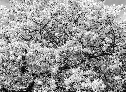 Monochrome shot of cherry blossoms. A background image.