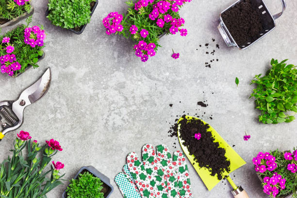 istock Border made with garden tools, soil and spring flowers on a gray stone table 1389166413