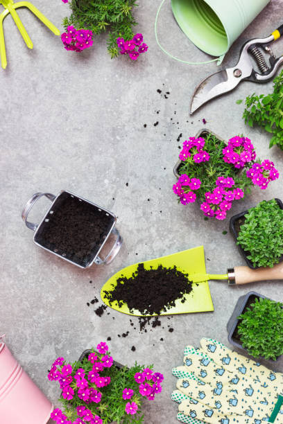 istock Garden tools, pots and flowers on a gray stone table 1389167549