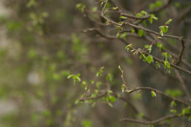 istock little green leafs on thin branches in spring time on green background 1389167919