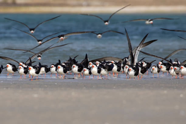 black skimmer - cape fear imagens e fotografias de stock