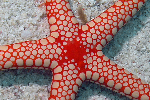 Beautiful sea star from Zanzibar