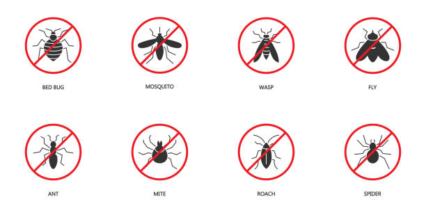 Stop insect icon set. Pest Control icons set. Pests silhouettes. Bed bug, mosquito, wasp, fly, ant, mite, roach, and spider symbols. Vector illustration. Stop insect icon set. Pest Control icons set. Pests silhouettes. Bed bug, mosquito, wasp, fly, ant, mite, roach, and spider symbols. Flat vector illustration. pest control logos silhouette stock illustrations