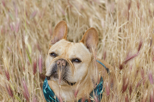 Foxtail plants can be risky for dogs. French Bulldog sitting in Foxtail Field in Northern California.
