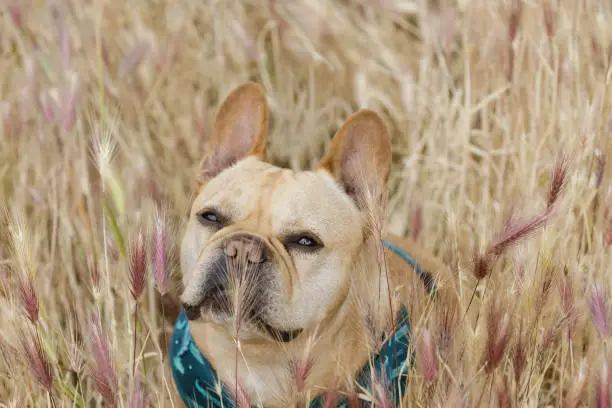 Foxtail plants can be risky for dogs. French Bulldog sitting in Foxtail Field in Northern California.