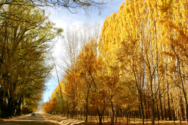 A car drives down a tree lined road in autumn, Uspallata, Argentina.