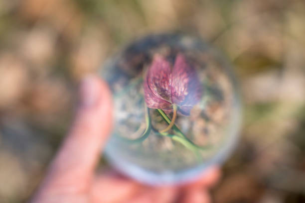 Snake's Head Fritillary (Fritillaria meleagris), hand holding crystal ball.