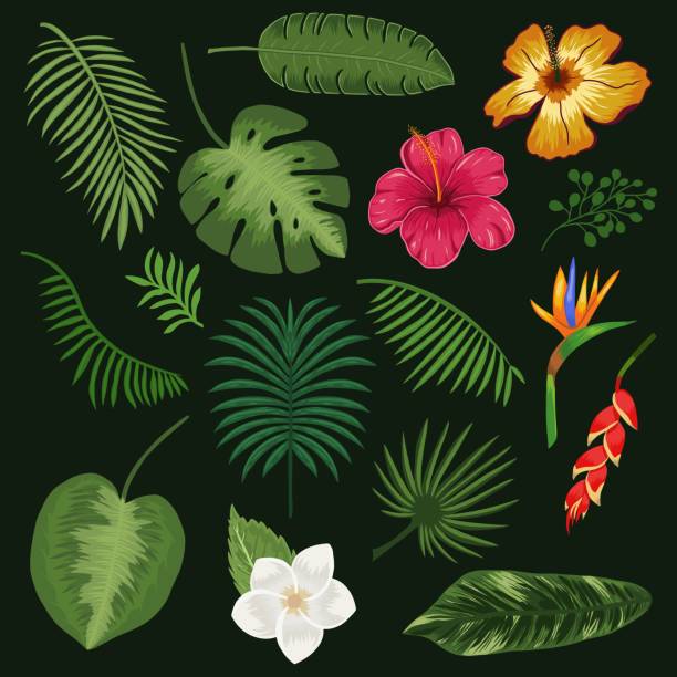 Tropical flowers and foliage green palm and monstera leaves in vintage style vector Tropical flowers and foliage green palm and monstera leaves in vintage style vector illustration heliconia stock illustrations