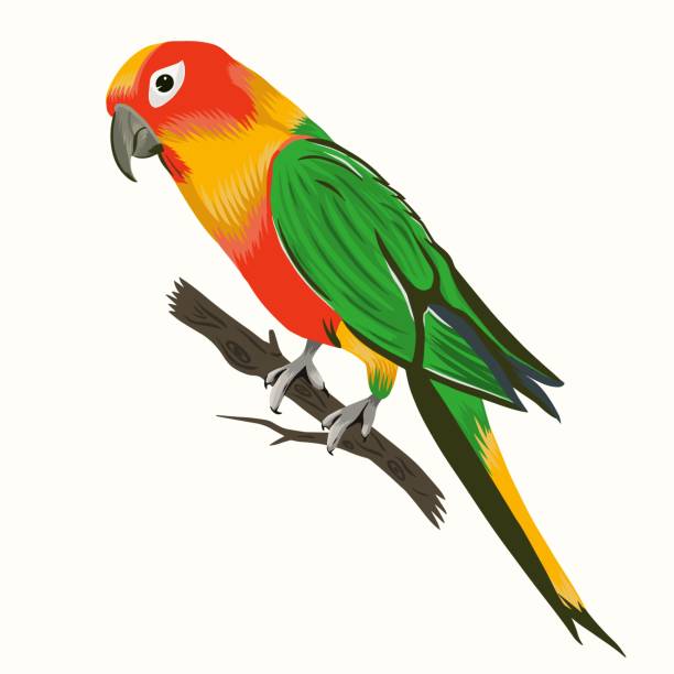 ilustrações, clipart, desenhos animados e ícones de papagaio exótico sentado no galho. vetor de aves tropicais - branch bird flying pets