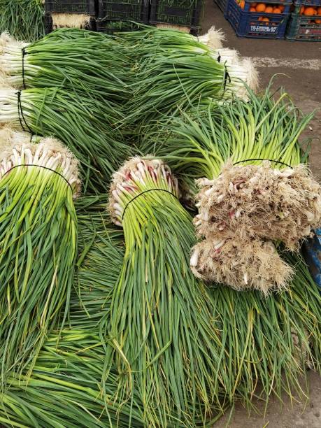 istock green onions just picked from the field 1389177012