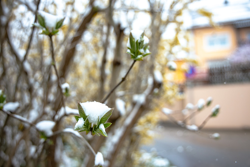 Regensburg, Germany - 02nd of April, 2022: Lilac first leafs in the snow. High quality photo