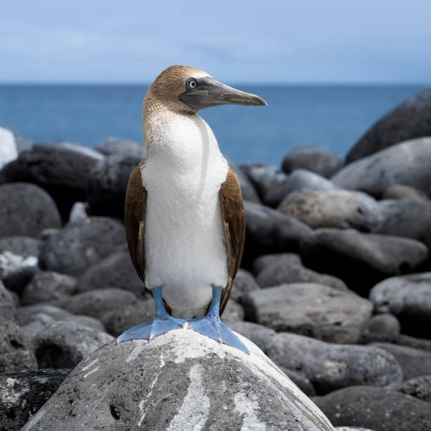 blue-footed booby sull'isola di isla lobos (isla lobos), san cristóbal, galápagos, ecuador - galapagos islands bird booby ecuador foto e immagini stock