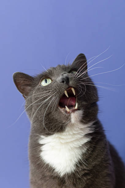 istock A domestic cat on a blue background. Portrait. Pets 1389178156