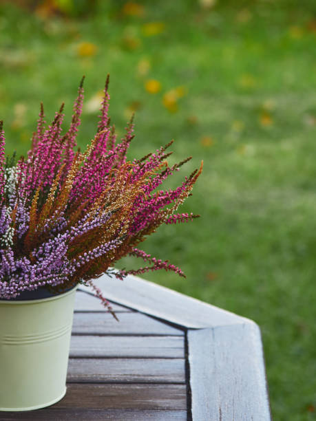 istock Multicolored calluna on the garden table. 1389179011