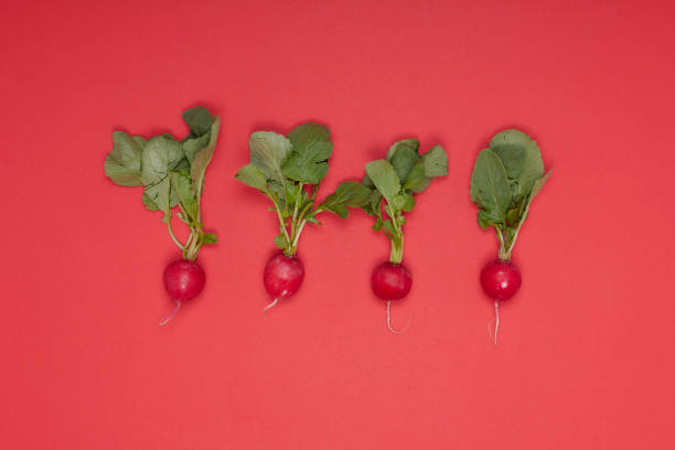 istock raw radishes with leaves on red background 1389179175
