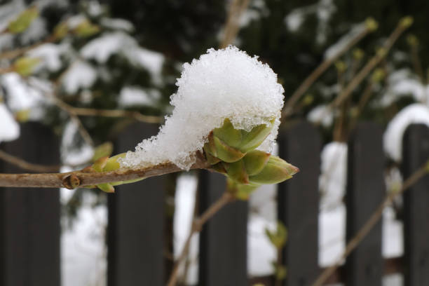 snow in April on young leaves