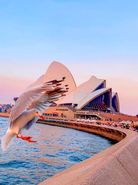 Sydney, Australia - January 15, 2024: Sydney Opera House on a stormy day in front of the Sydney Harbor bridge in Sydney Australia, New South Wales.