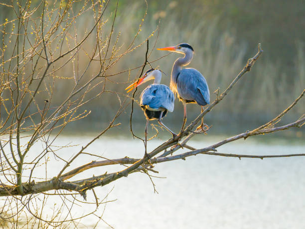 istock Two herons on the big branch over water at lake 1389179419