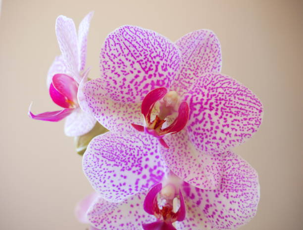 Close-up of a purple orchid flower on a white background Beautiful photo of a purple orchid flower on a white background phalaenopsis orchidee stock pictures, royalty-free photos & images