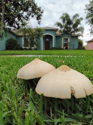 Mushrooms grow in green grass in front of a house in Florida. The rainy season begins bringing more mushrooms to a typically moist environment. The mushrooms grow where a decaying tree stump exists.
