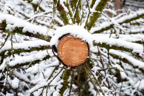 istock Chopped tree by a ranger, lumber industry, environmental discussion, renewable energy, forest scene, stormy weather in the woodland 1389184897