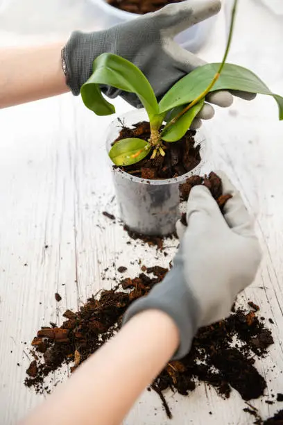 Hands holding transparent pot for orchids and phalaenopsis orchid plant before potting. Repotting close-up