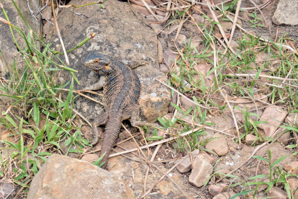 istock the bearded dragon is climbing on rocks 1389185412