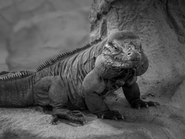 istock Rhinoceros Iguana, Cyclura cornuta. 1389185539