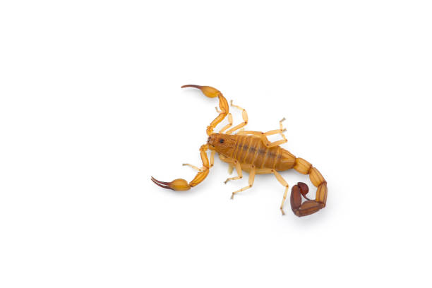istock Yellow deadly dangerous scorpion top view isolated on white background 1389185564