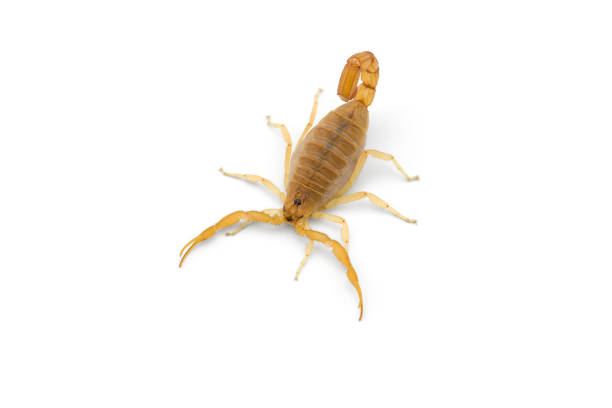 istock Yellow deadly dangerous scorpion top view isolated on white background 1389185566