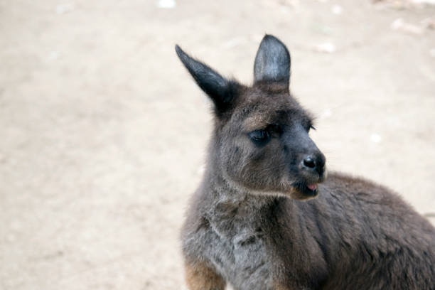 istock this is a close up of a kangaroo-island kangaroo 1389185719