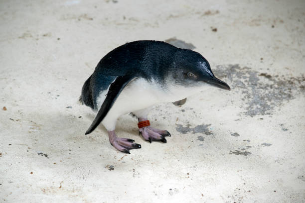 маленький или сказочный пингвин находится под наблюдением с помощью лодыжки - fairy penguin стоковые фото и изображения