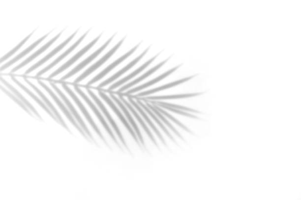 istock The shadow of a palm leaf against a white wall. 1389186460