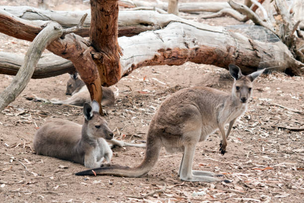 istock the western grey kangaroos are brown with black paws 1389186872