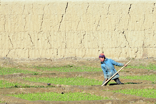Balkh, Balkh province, Afghanistan: peasant toiling in a field, mud wall in the background - farm scene