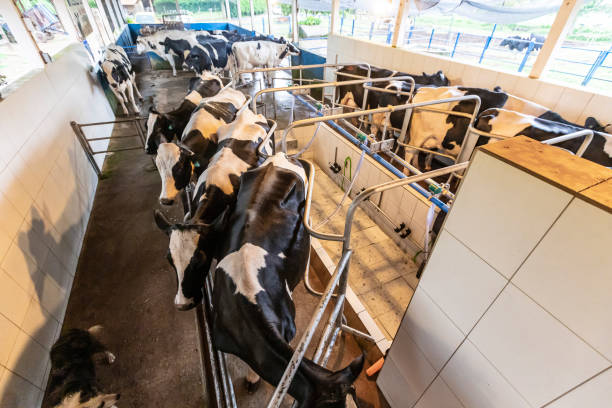 fila de vacas se milked - animal husbandry industry dairy farm fotografías e imágenes de stock