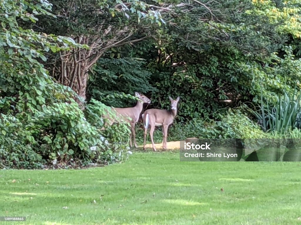 Grazing Deer Deer grazing at the edge of the woods. Animal Stock Photo