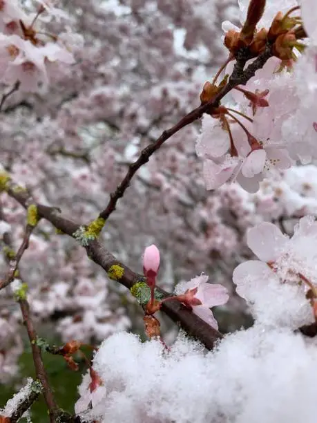Photo of Snow in Spring